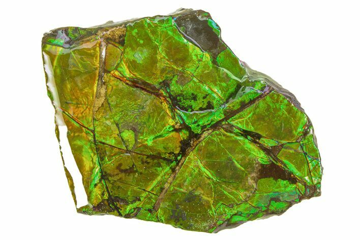 Iridescent Ammolite (Fossil Ammonite Shell) - Bright Greens! #301653